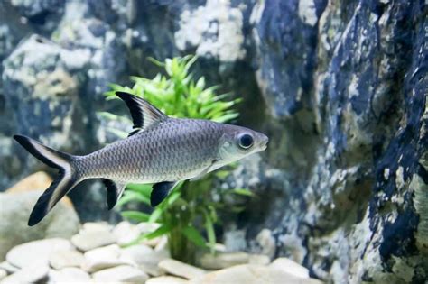 baka shark|Bala Shark – The Complete Care Guide of This .